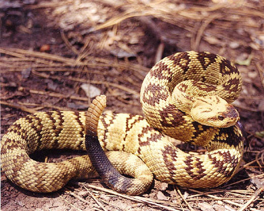 Black Tailed Rattlesnake