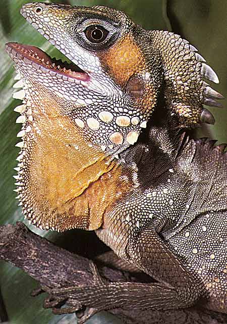 rainforest dragon