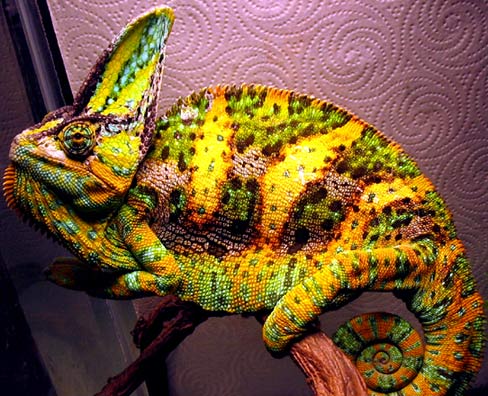 veiled chameleon