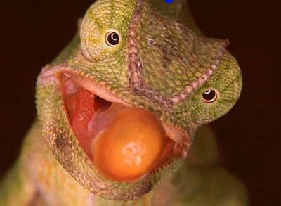 chameleon tongue