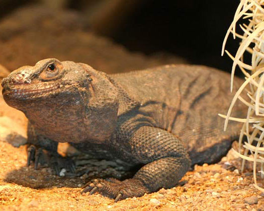 chuckwalla