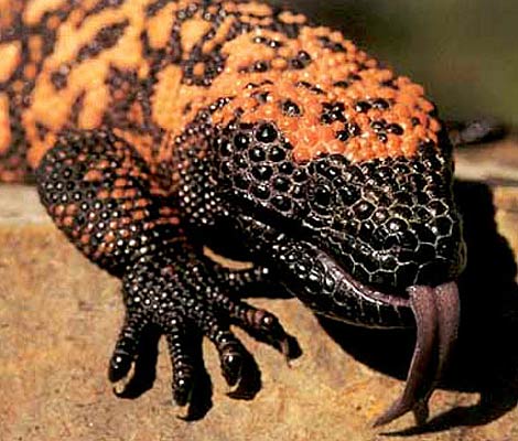 Gila Monster – One Lethargic, Venomous Lizard | Animal Pictures and