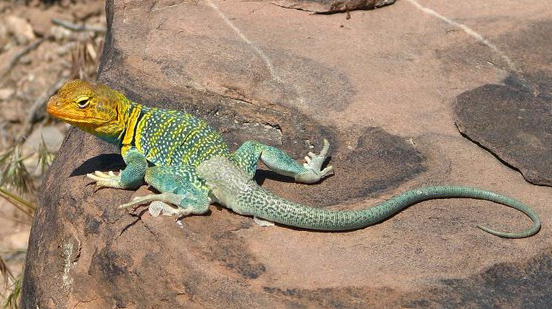 Types of Lizards | Animal Pictures and Facts | FactZoo.com