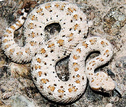 Colorado Desert Sidewinder