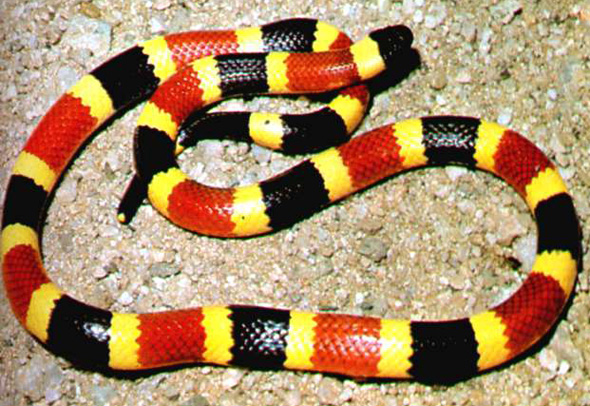 Coral Snake