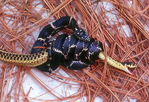 Eastern Kingsnake - Lampropeltis Getula Getula - Source