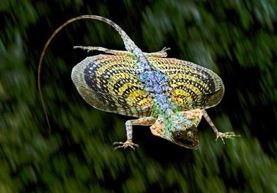 flying lizard