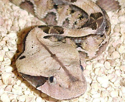 Gaboon Viper