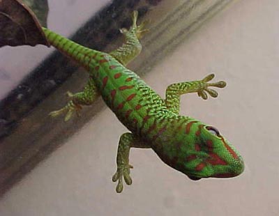 gecko