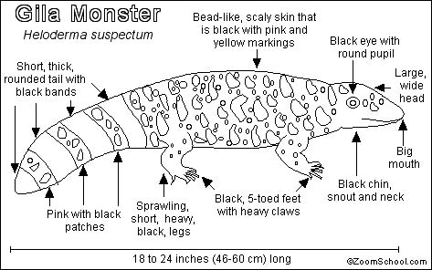 graphic with tail and details