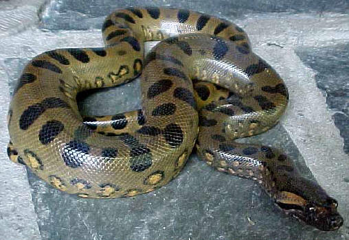 Green Anaconda