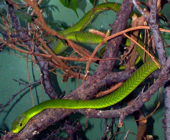 Green Mamba