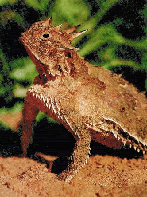 horned lizard