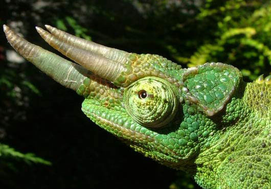 jackson's chameleon