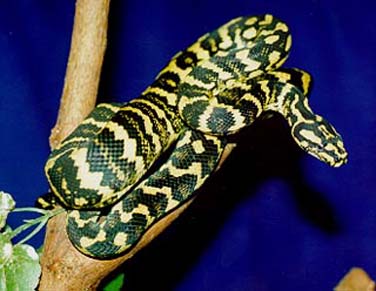 Jungle Carpet Python