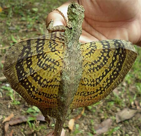flying reptile
