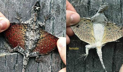 flying-lizard-draco-maculatus.jpg