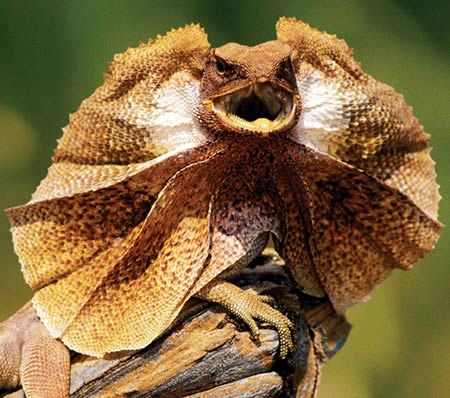 frilled-lizard-yellow-brown.jpg