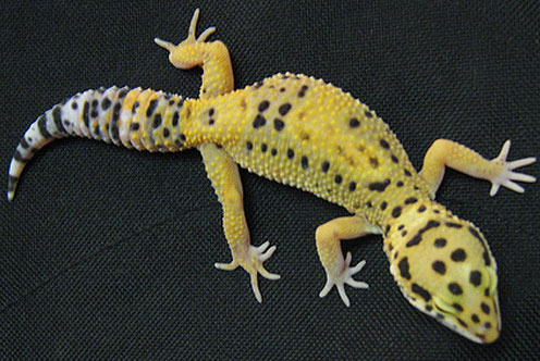 leopard gecko tangerine
