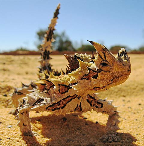 http://www.factzoo.com/sites/all/img/reptiles/lizards/thorny/upclose-thorny-moloch-devil.jpg