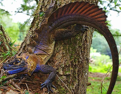 http://www.factzoo.com/sites/all/img/reptiles/lizards/water-dragon-sailfin-blue-black-tree.jpg