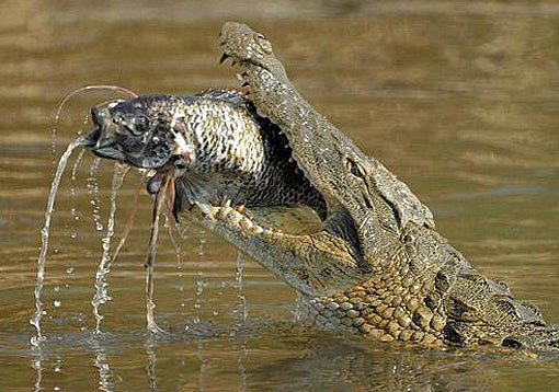 Nile Crocodile On Emaze