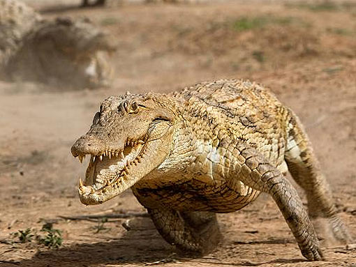 Nile Crocodile - Content to Smile as a Top Predator | Animal Pictures