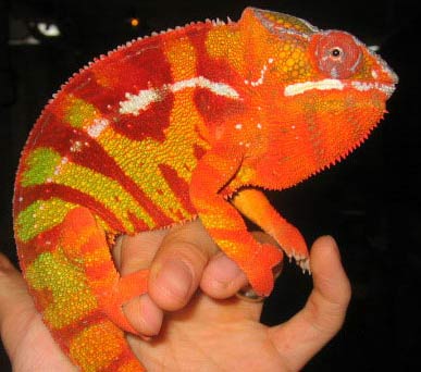 panther chameleon