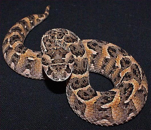 puff-adder.jpg