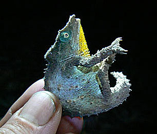 pygmy chameleon