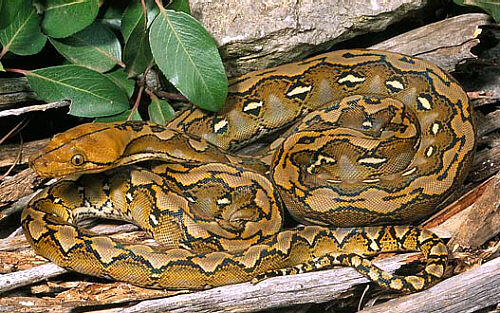 Reticulated Python