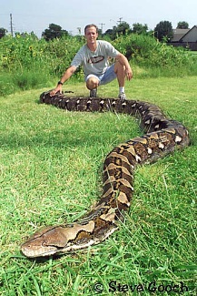 Reticulated Python