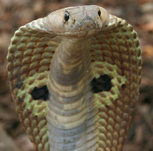 cobra close up