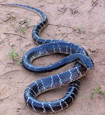 ... black snake living on the indian subcontinent strip