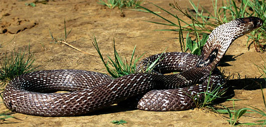 handsome reptile