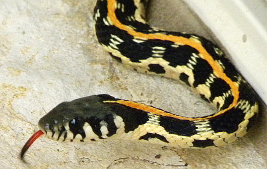 nice yellow black