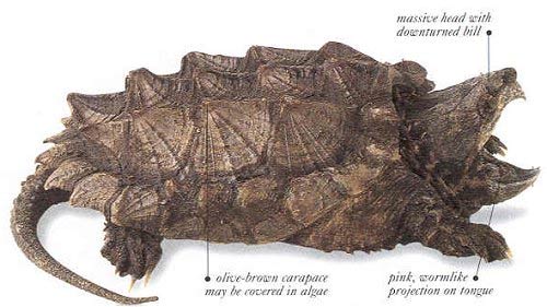 snapping-turtle-anatomy.jpg