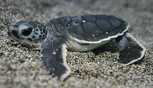 http://www.factzoo.com/sites/all/img/reptiles/turtle/green-turtle-baby.jpg