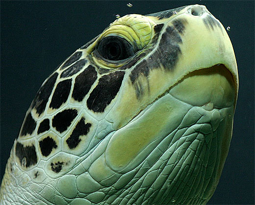 Green Sea Turtle - Large, Dynamic Swimmer | Animal ...