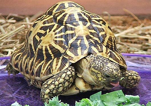 Indian Tortoise Food