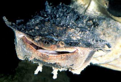 matamata-face.jpg