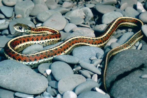 Western Terrestrial Garter Snake