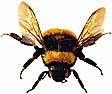 bumble bee