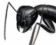 carpenter ants