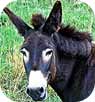 donkeys