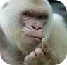 gorillas