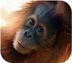 orangutan