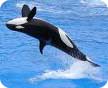 orca whale
