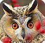 owls