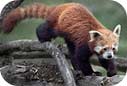 red panda